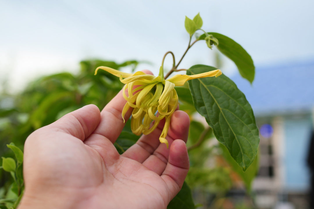 HOW YLANG YLANG OIL BENEFITS YOUR HAIR